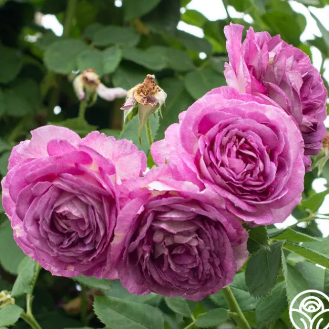 CL Lavender Crush™>Heirloom Roses Hot