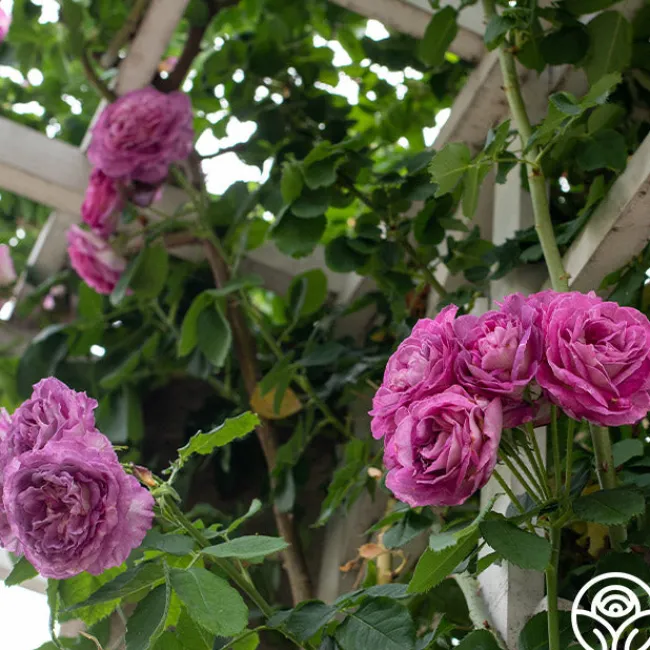 CL Lavender Crush™>Heirloom Roses Hot