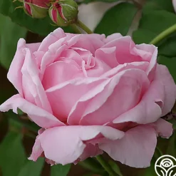 CL Mme Caroline Testout>Heirloom Roses Hot
