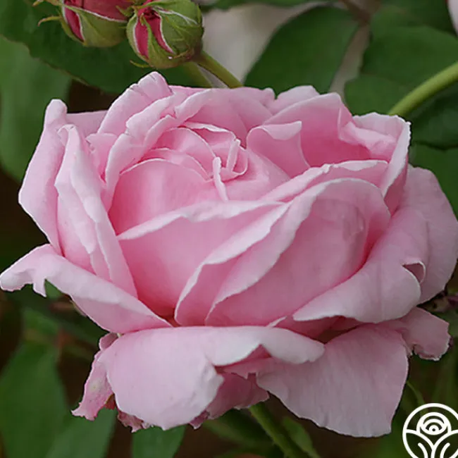 CL Mme Caroline Testout>Heirloom Roses Hot