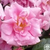 CL Pinkie>Heirloom Roses Sale