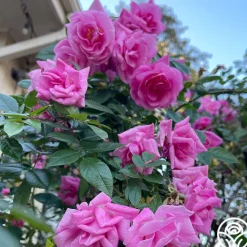 CL Pinkie>Heirloom Roses Sale