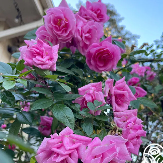 CL Pinkie>Heirloom Roses Sale
