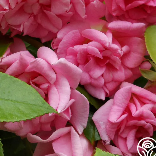 CL Pinkie>Heirloom Roses Sale