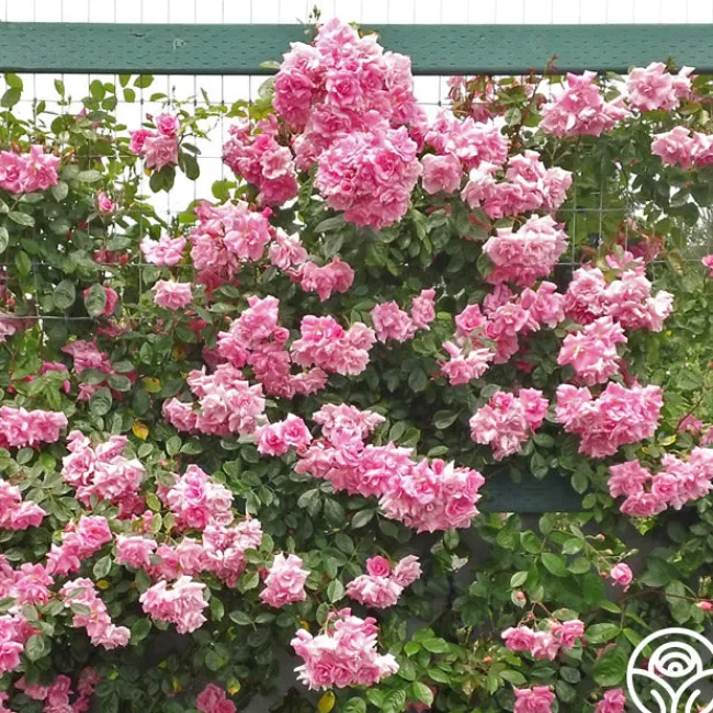 CL Pinkie>Heirloom Roses Sale
