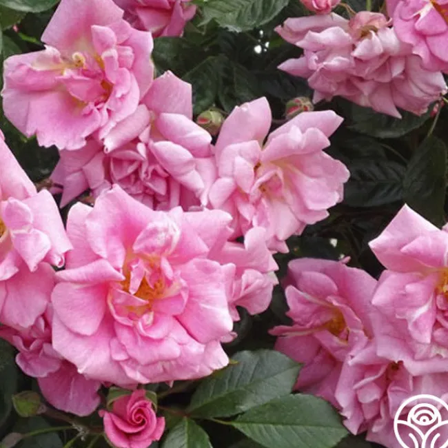 CL Pinkie>Heirloom Roses Sale