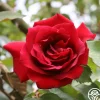 CL Étoile de Hollande>Heirloom Roses Discount