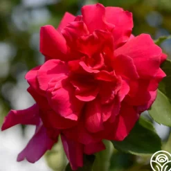 CL Étoile de Hollande>Heirloom Roses Discount