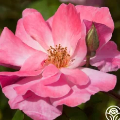 Clair Matin®>Heirloom Roses
