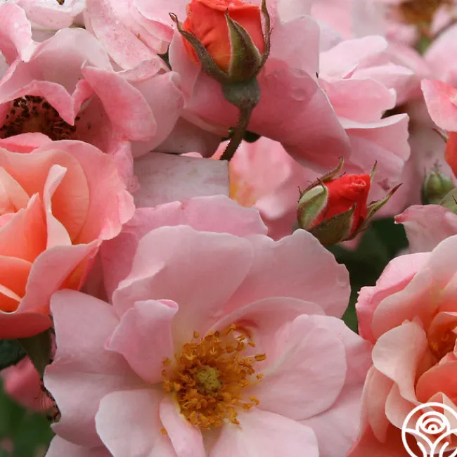 Clair Matin®>Heirloom Roses