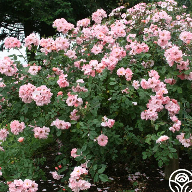 Clair Matin®>Heirloom Roses