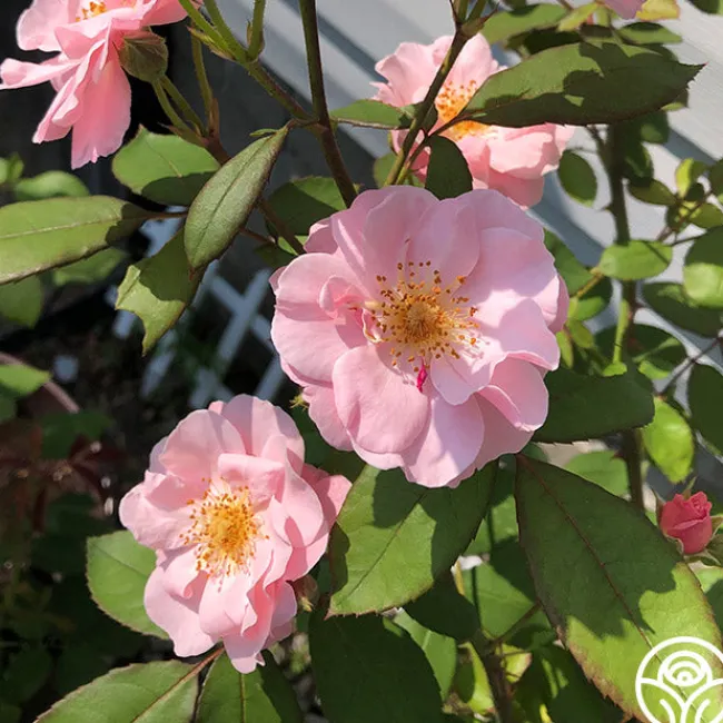 Clair Matin®>Heirloom Roses