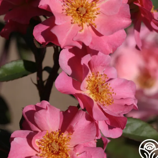 Clair Matin®>Heirloom Roses