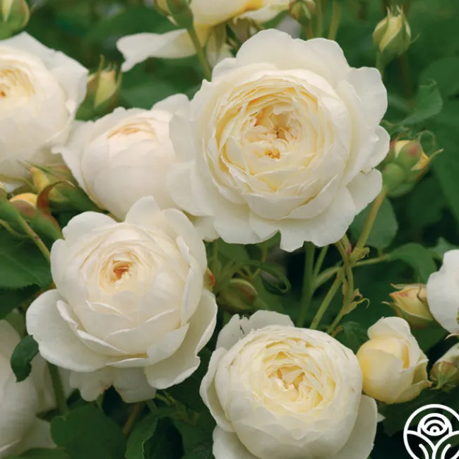Claire Austin>Heirloom Roses Discount