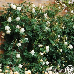 Claire Austin>Heirloom Roses Discount
