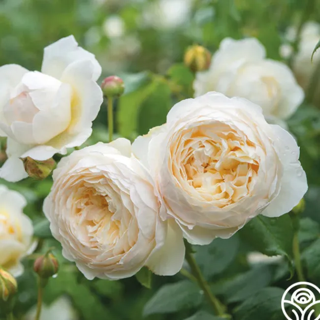 Claire Austin>Heirloom Roses Discount
