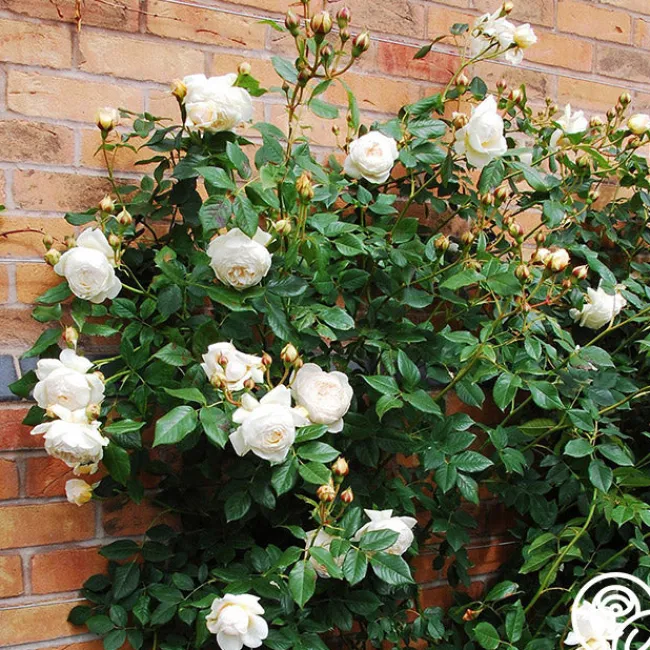 Claire Austin>Heirloom Roses Discount