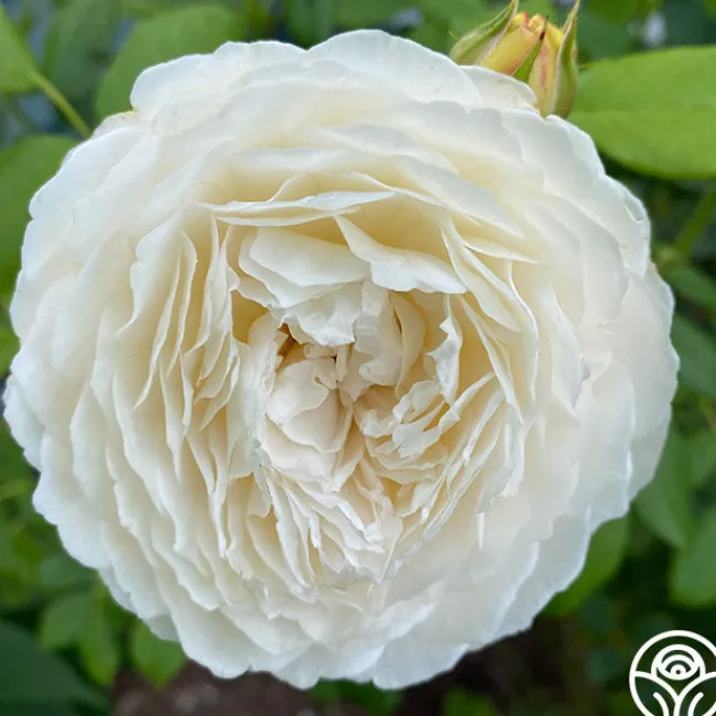Claire Austin>Heirloom Roses Discount