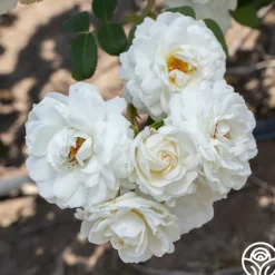 Cloud 10™>Heirloom Roses Sale