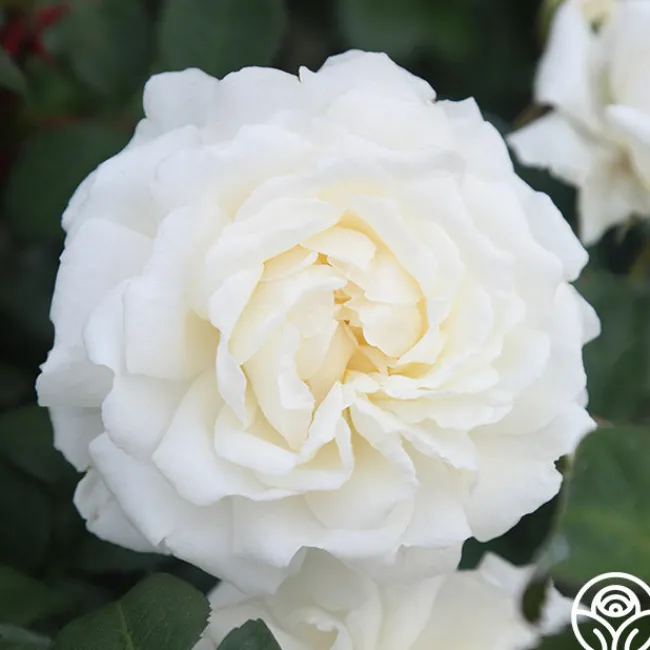 Cloud 10™>Heirloom Roses Sale