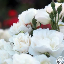 Cloud 10™><noscript><img width=