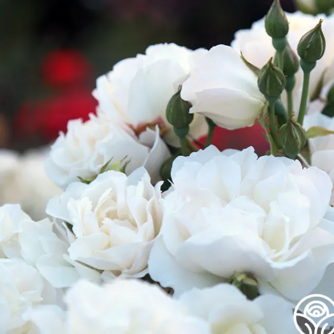 Cloud 10™>Heirloom Roses Sale
