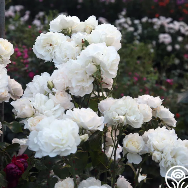 Cloud 10™>Heirloom Roses Sale