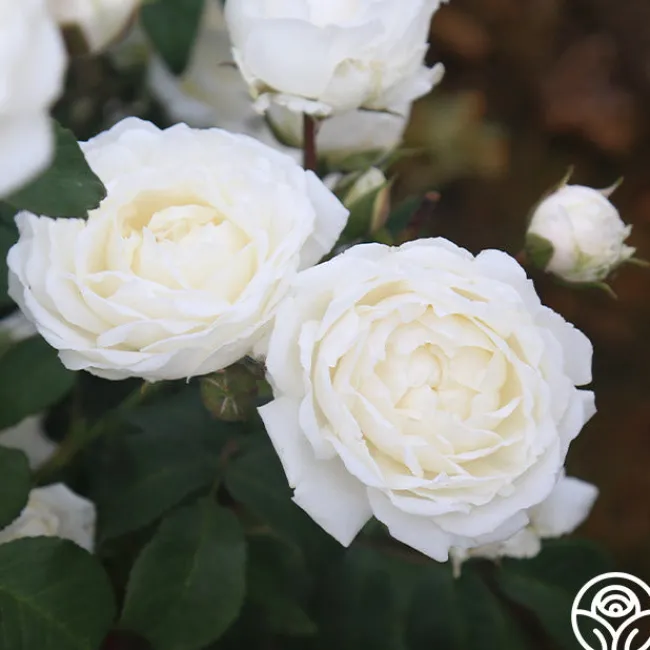 Cloud 10™>Heirloom Roses Sale