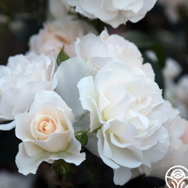 Cloud 10™>Heirloom Roses Sale