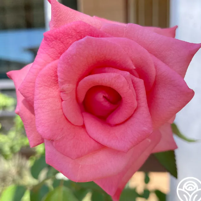 Cloud Nine>Heirloom Roses Hot