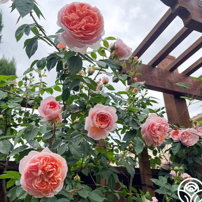 Colette®>Heirloom Roses Online