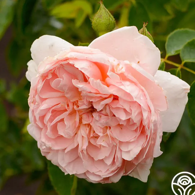 Colette®>Heirloom Roses Online