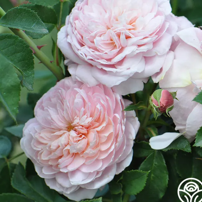 Colette®>Heirloom Roses Online