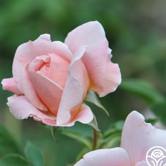 Colette®>Heirloom Roses Online