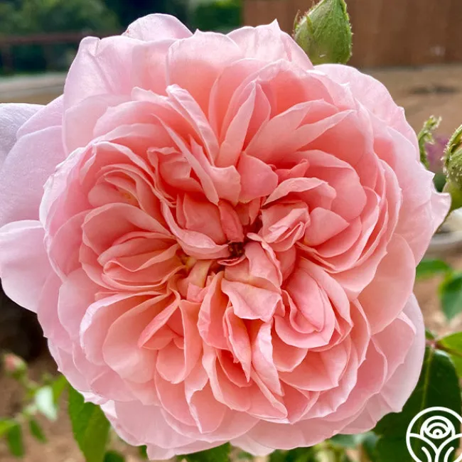 Colette®>Heirloom Roses Online