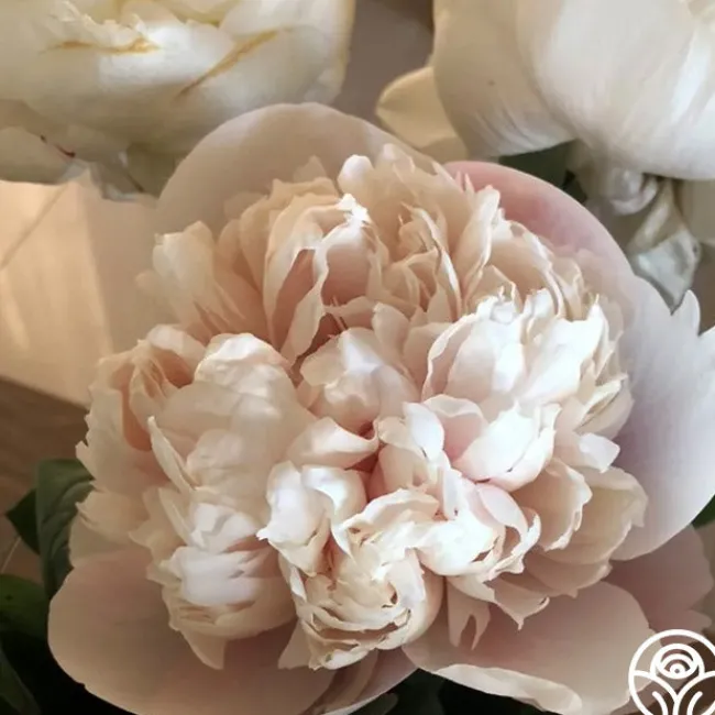 Colonel Owen Cousins>Heirloom Roses Outlet