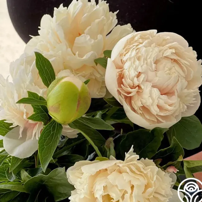 Colonel Owen Cousins>Heirloom Roses Outlet