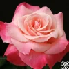 Color Magic>Heirloom Roses Discount