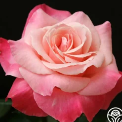 Color Magic>Heirloom Roses Discount