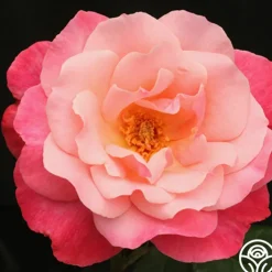 Color Magic>Heirloom Roses Discount