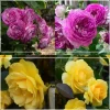 Colorful Climbers>Heirloom Roses Clearance
