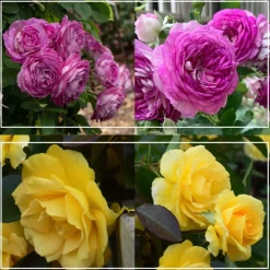 Colorful Climbers>Heirloom Roses Clearance
