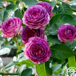Colorful Climbers>Heirloom Roses Clearance