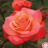 Colorific™>Heirloom Roses Discount