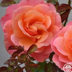 Colorific™><noscript><img width=