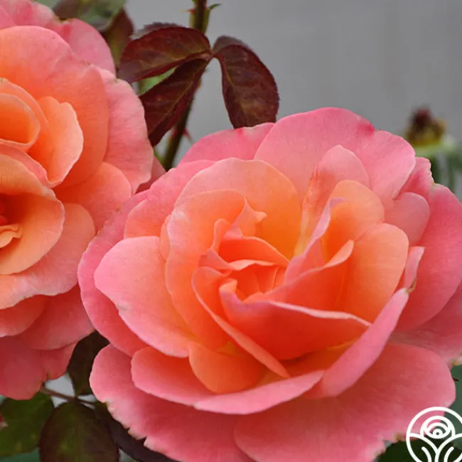 Colorific™>Heirloom Roses Discount