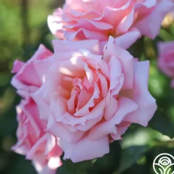 Compassion®>Heirloom Roses