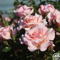 Compassion®>Heirloom Roses