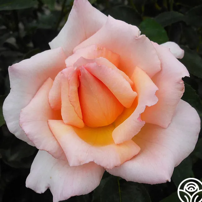 Compassion®>Heirloom Roses