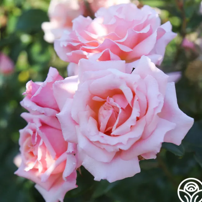 Compassion®>Heirloom Roses